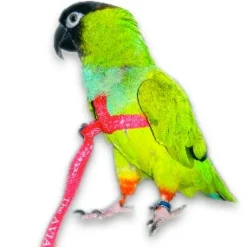 Aviator - Pettorina per Pappagalli* Gabbie E Accessori